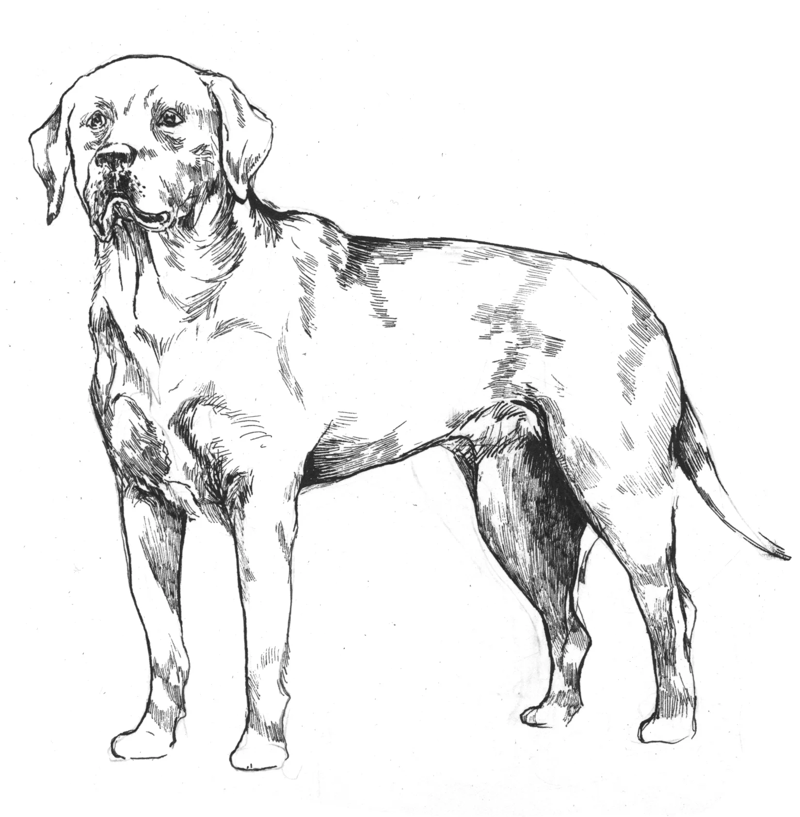 InkDog.jpg