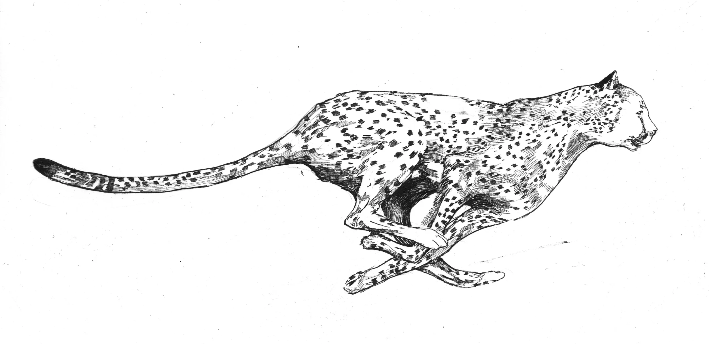 inkcheetah018.jpg