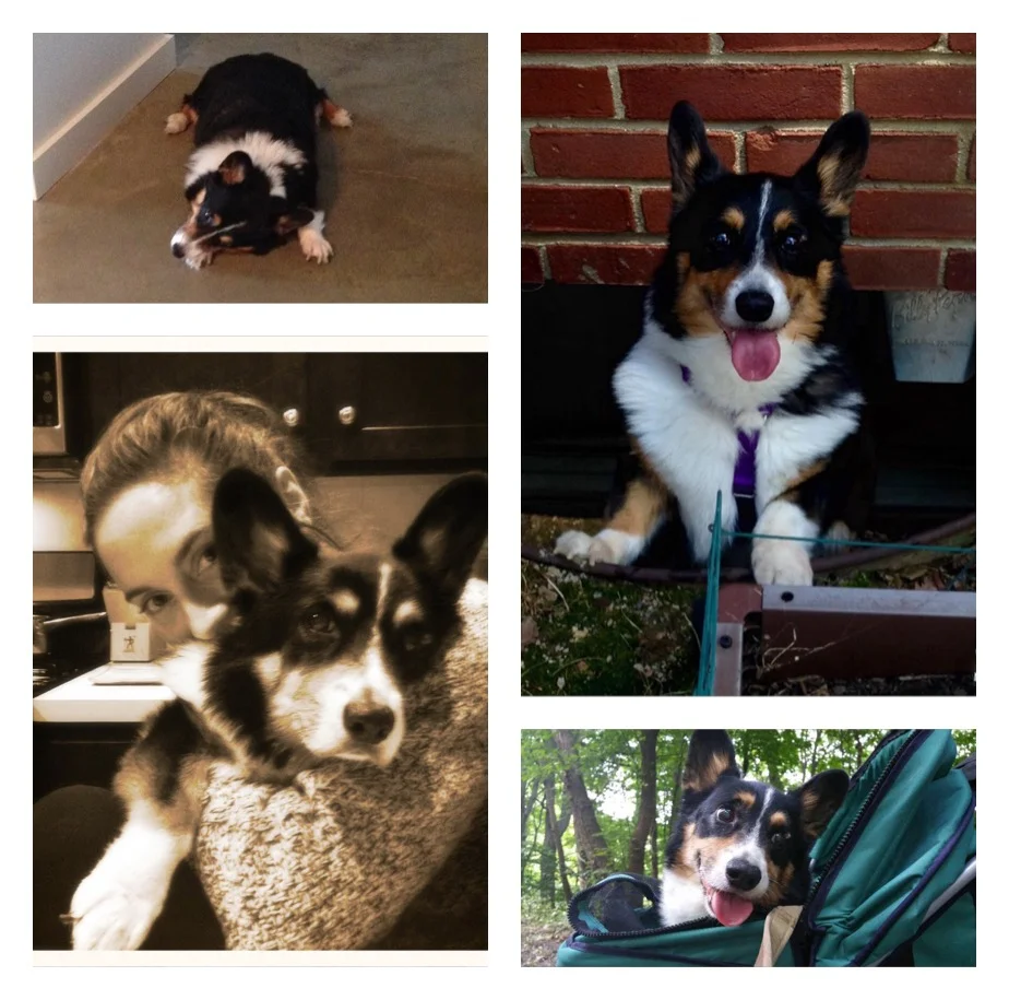 Animal Communication Workshop with Dawn Tule