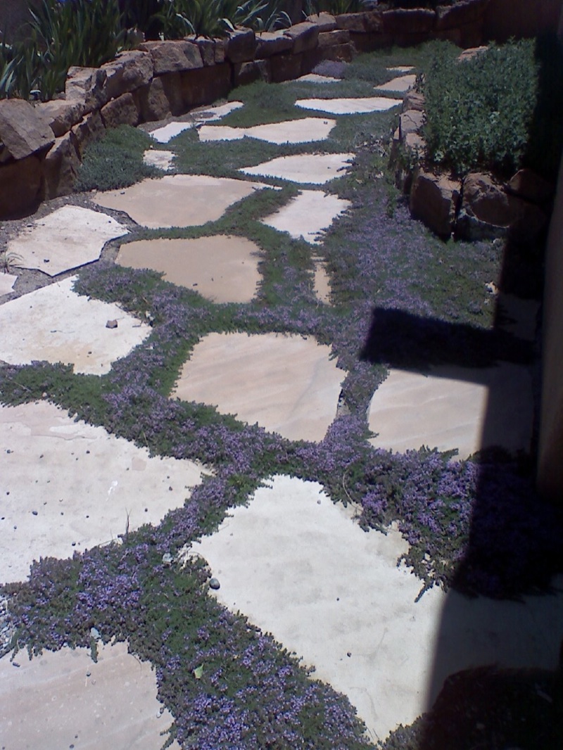  Flagstone set in sand with creeping thyme 
