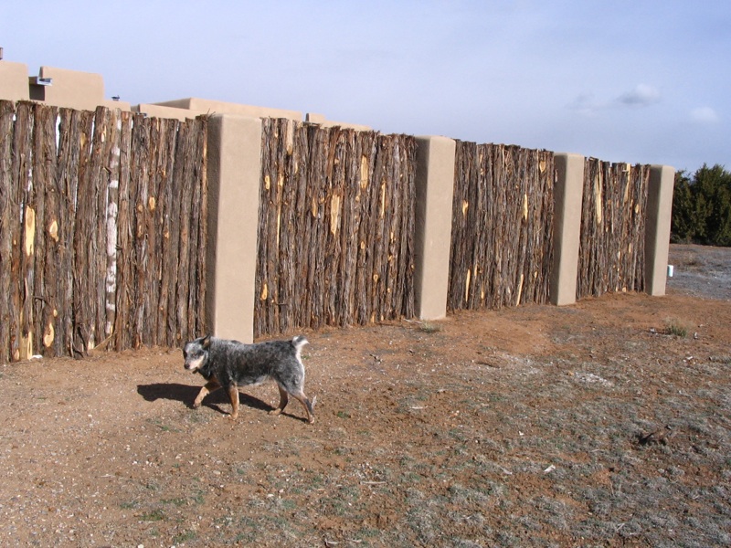  Natalie (my old blue healer) guarding formal coyote fence with stucco pillars 