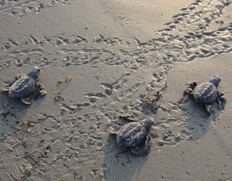 Costa Rica-ridley-sea-turtle.jpg