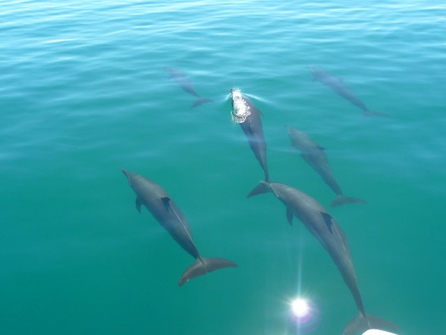 Dolphins in Golfo Dulce.JPG
