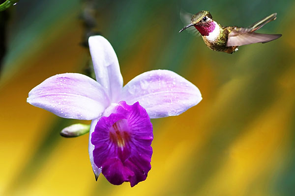 hummingbirds of costa rica.jpg