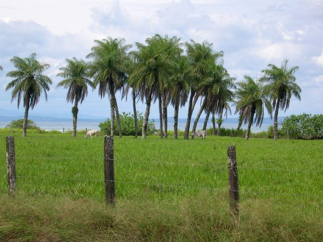 Playa Matapalo.jpg