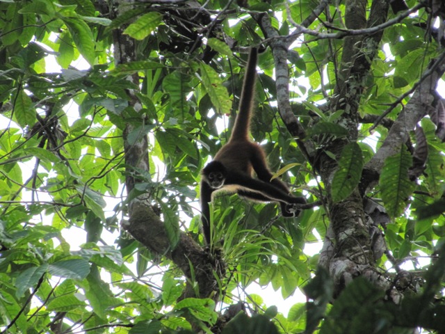 Monkeys in the rainforest.JPG
