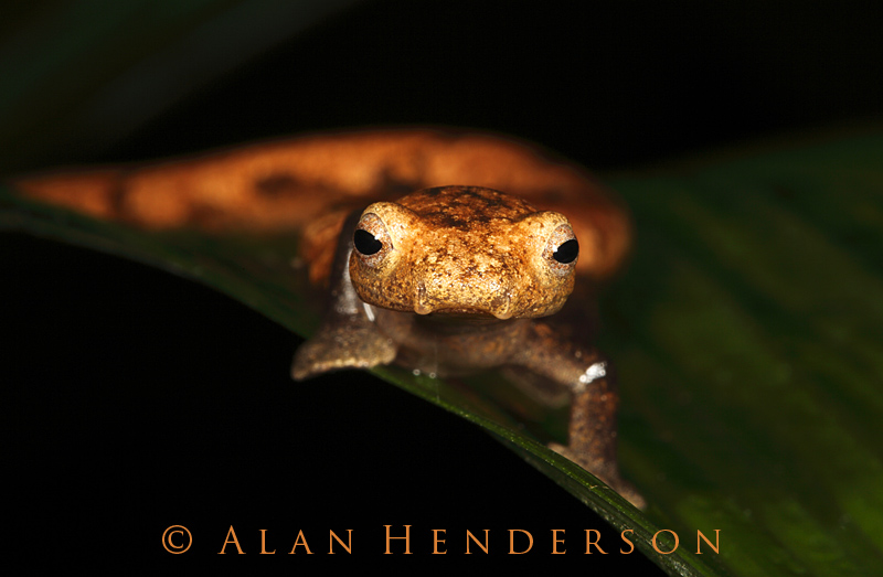 Bark-coloured Salamander - Bolitoglossa lignicolor 2.jpg
