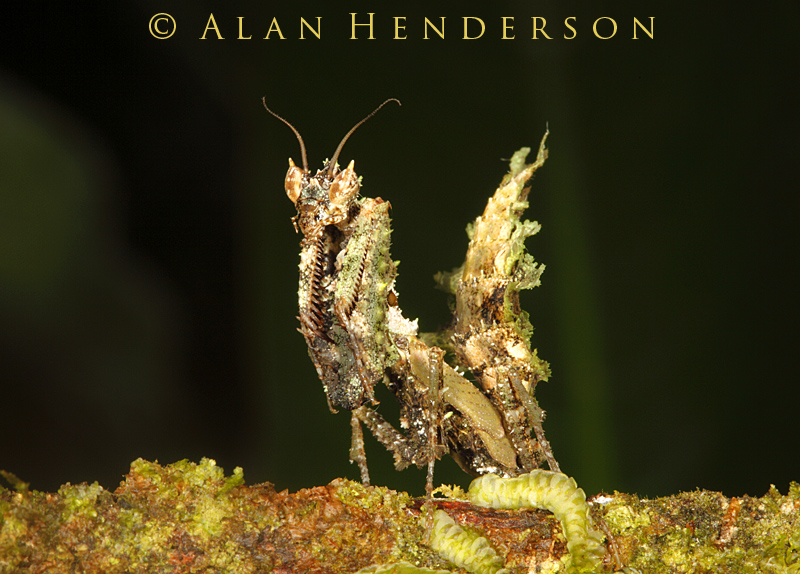 Moss-lichen mantis 2.jpg
