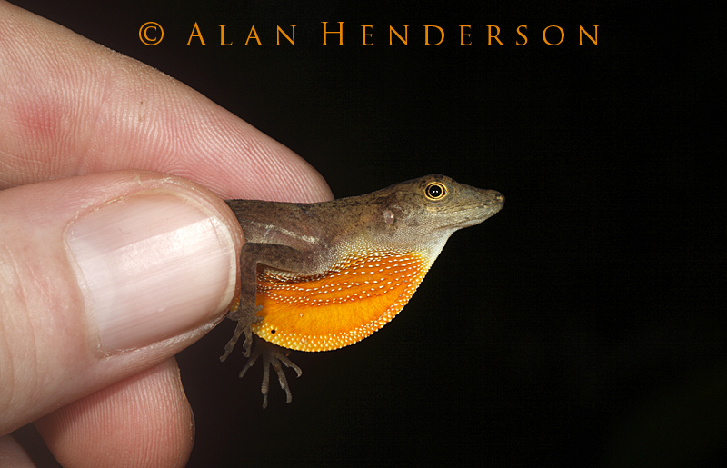 Anole dewlap.jpg