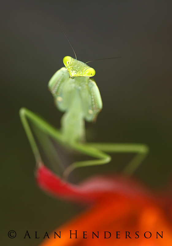 Mantis on heliconia.jpg