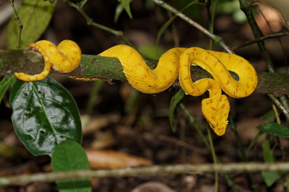 Eyelash viper.jpg
