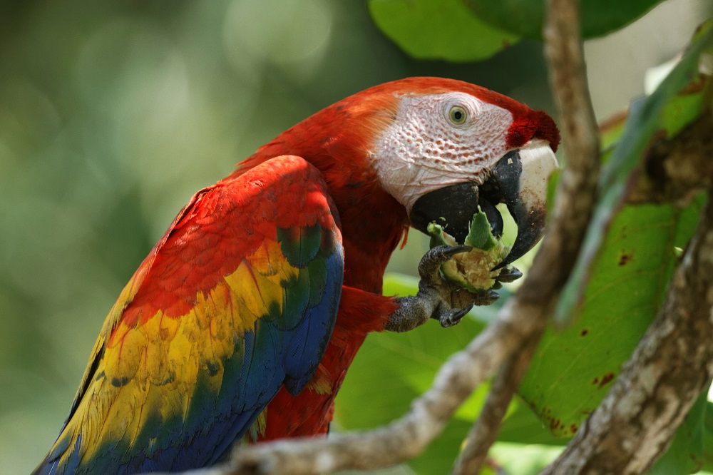 macaw resized.jpg