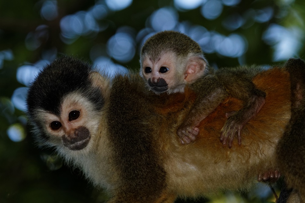 Titi monkeys.jpg