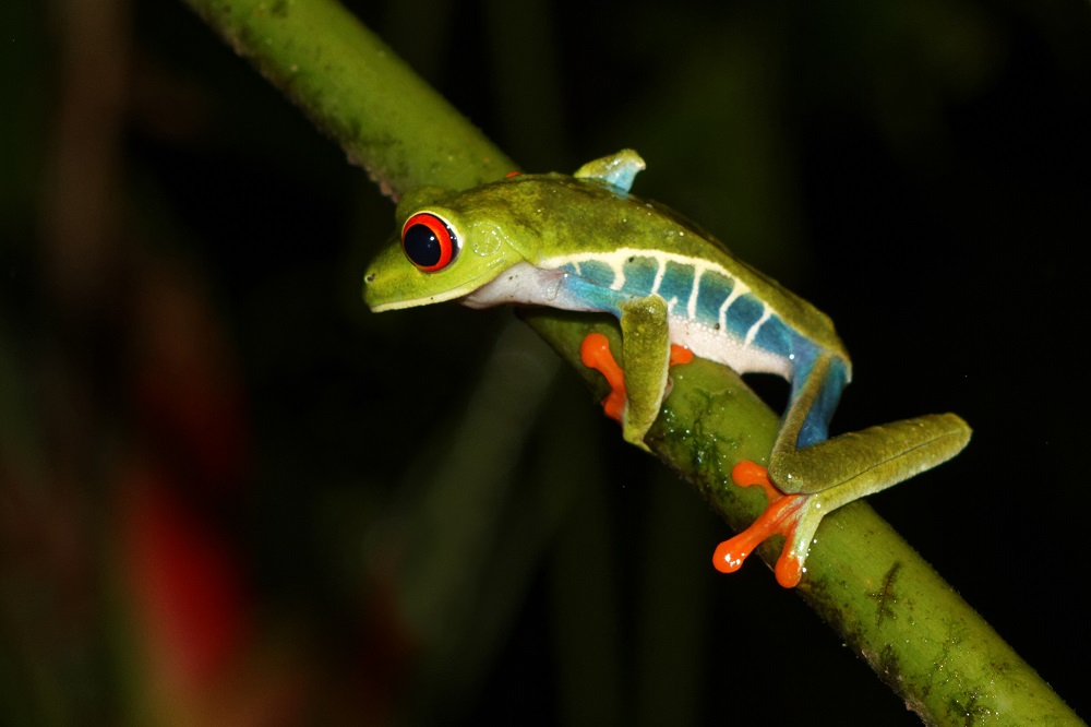 Red eye tree frog.jpg