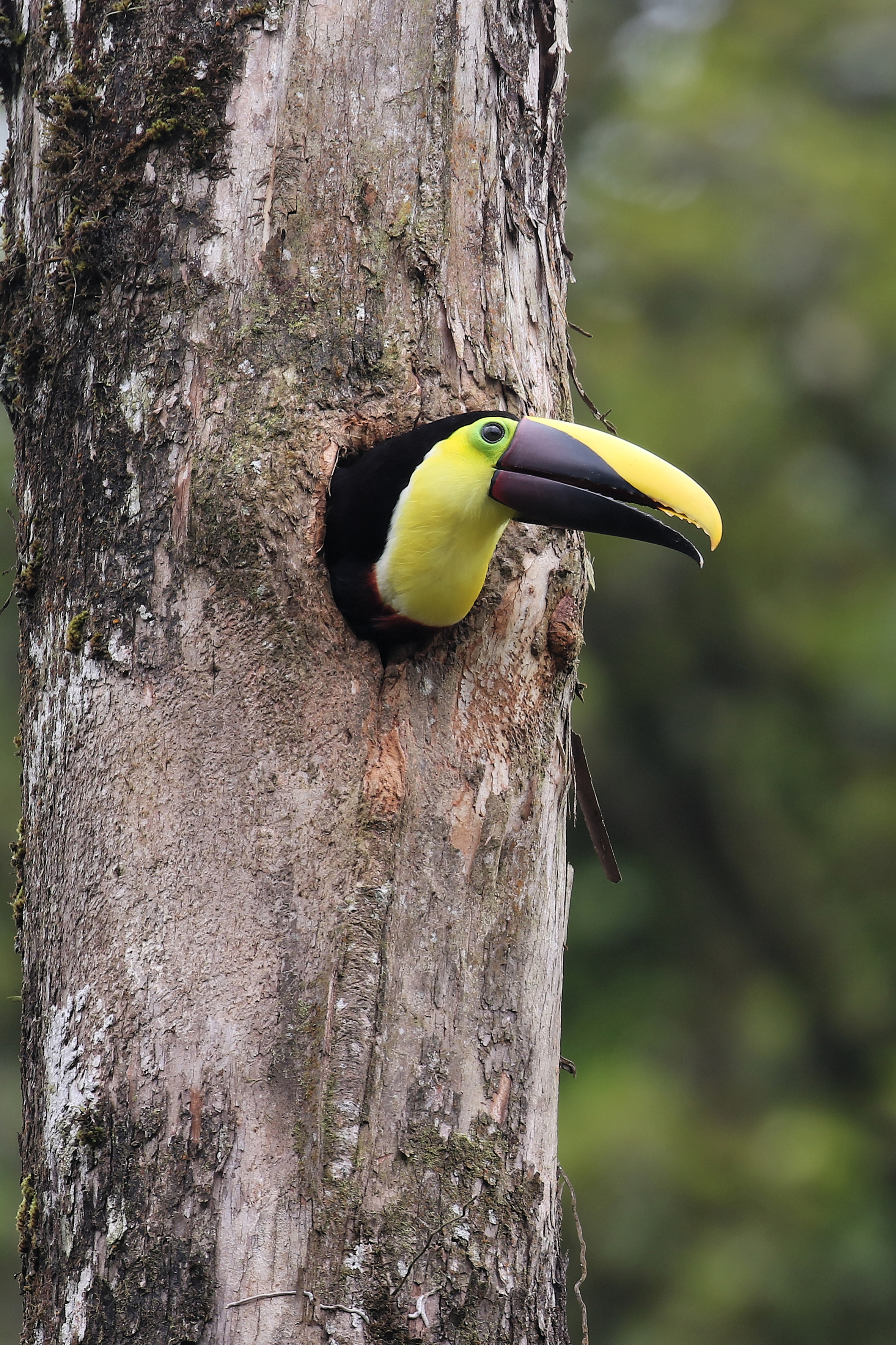 Toucan  Costa Rica.jpg