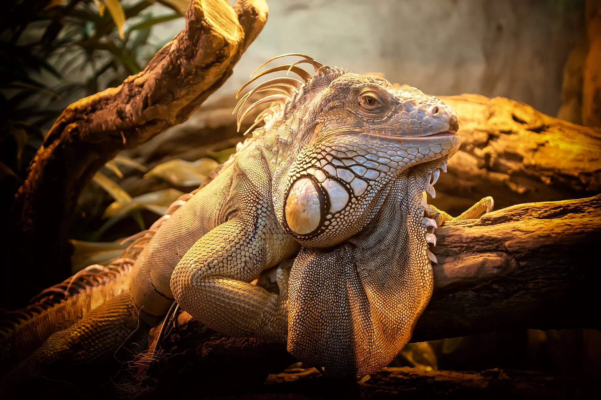 Warum Sie die Stimme Ihres Reptilienhirns öfters stumm schalten sollten