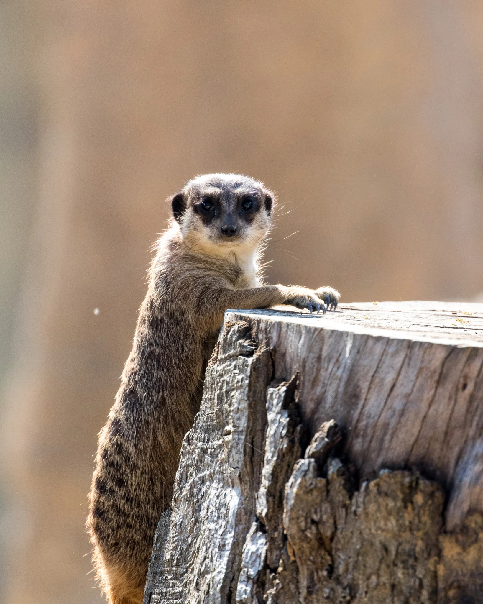 2019-03-23_15-55-07_IMG_4479_Tierpark_Haag.jpg