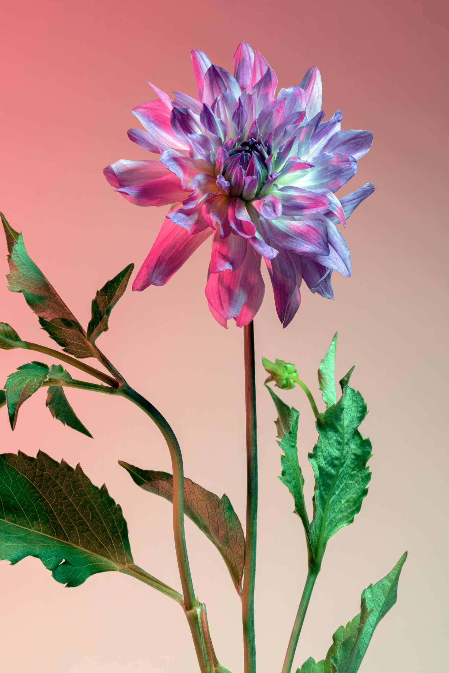 Screen Shot 2019-08-29 at 11.47.58 AM.png