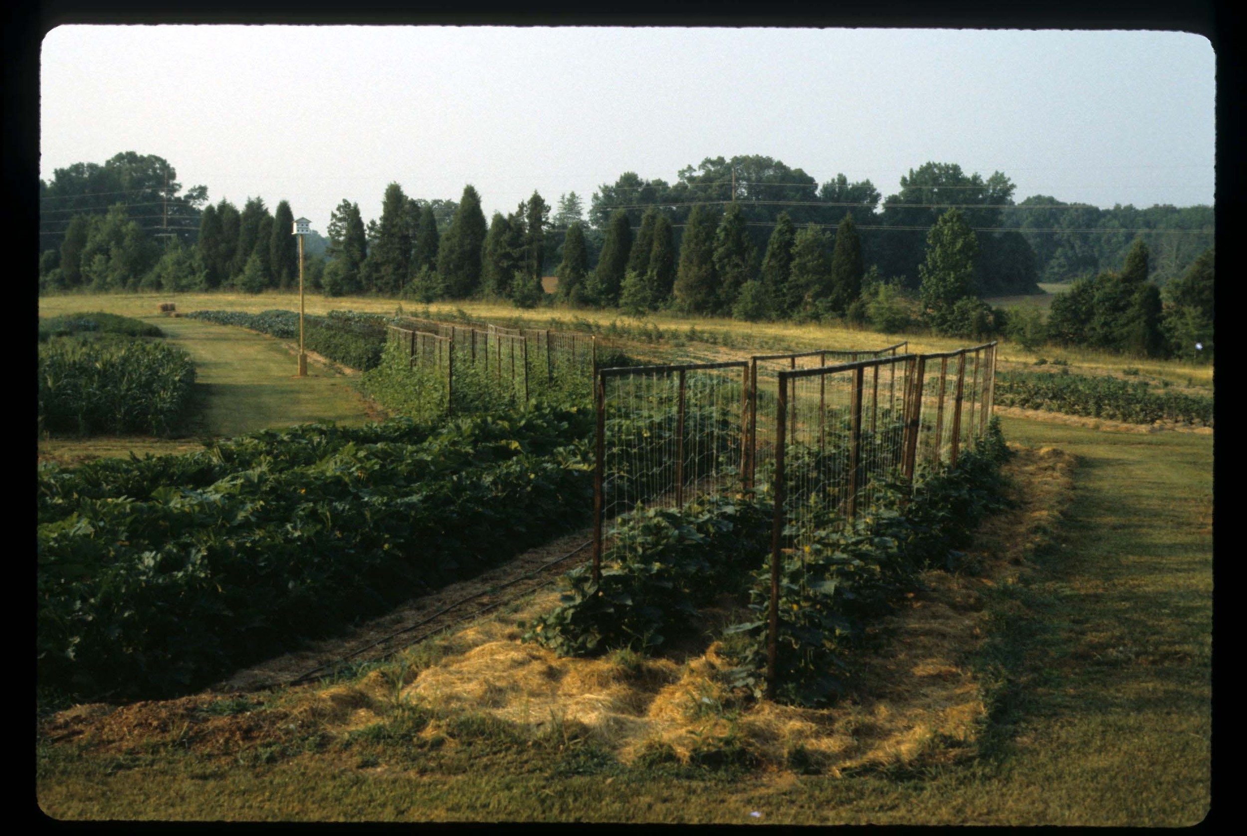 About — New Town Farms