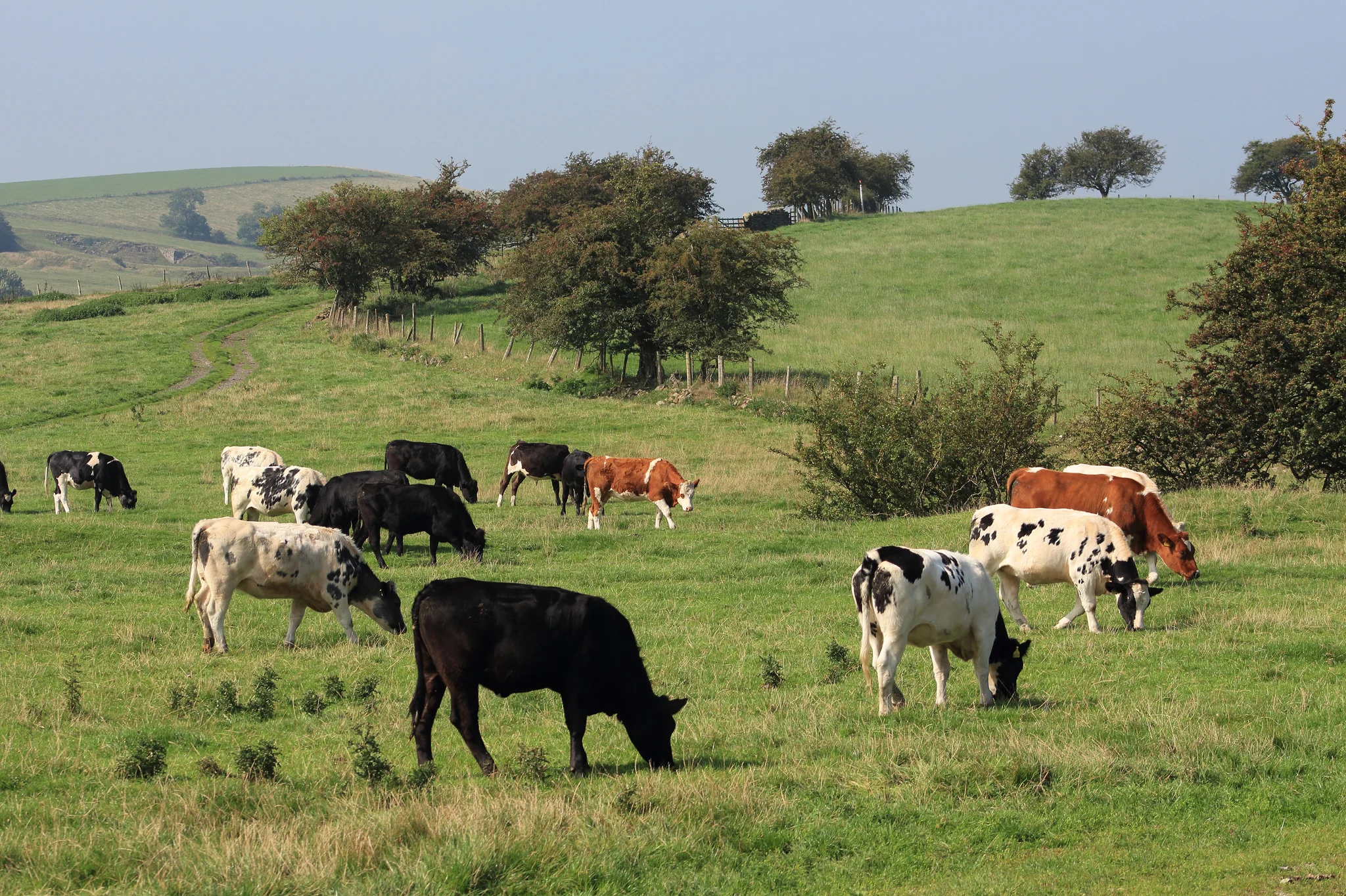 Cows by David Sykes via CC BY-NC-ND 2.0