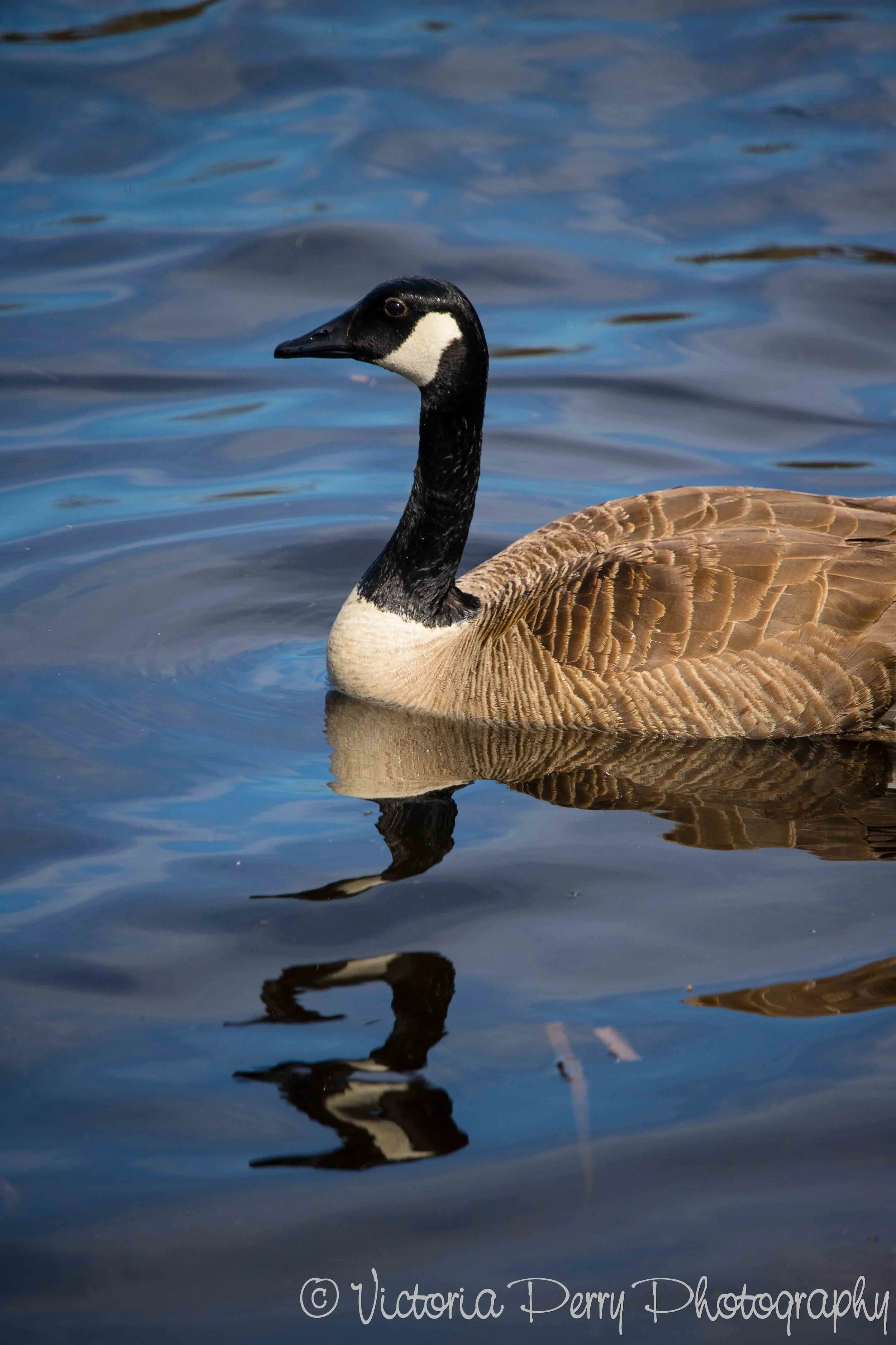 Reflections of a Canadian Goose
