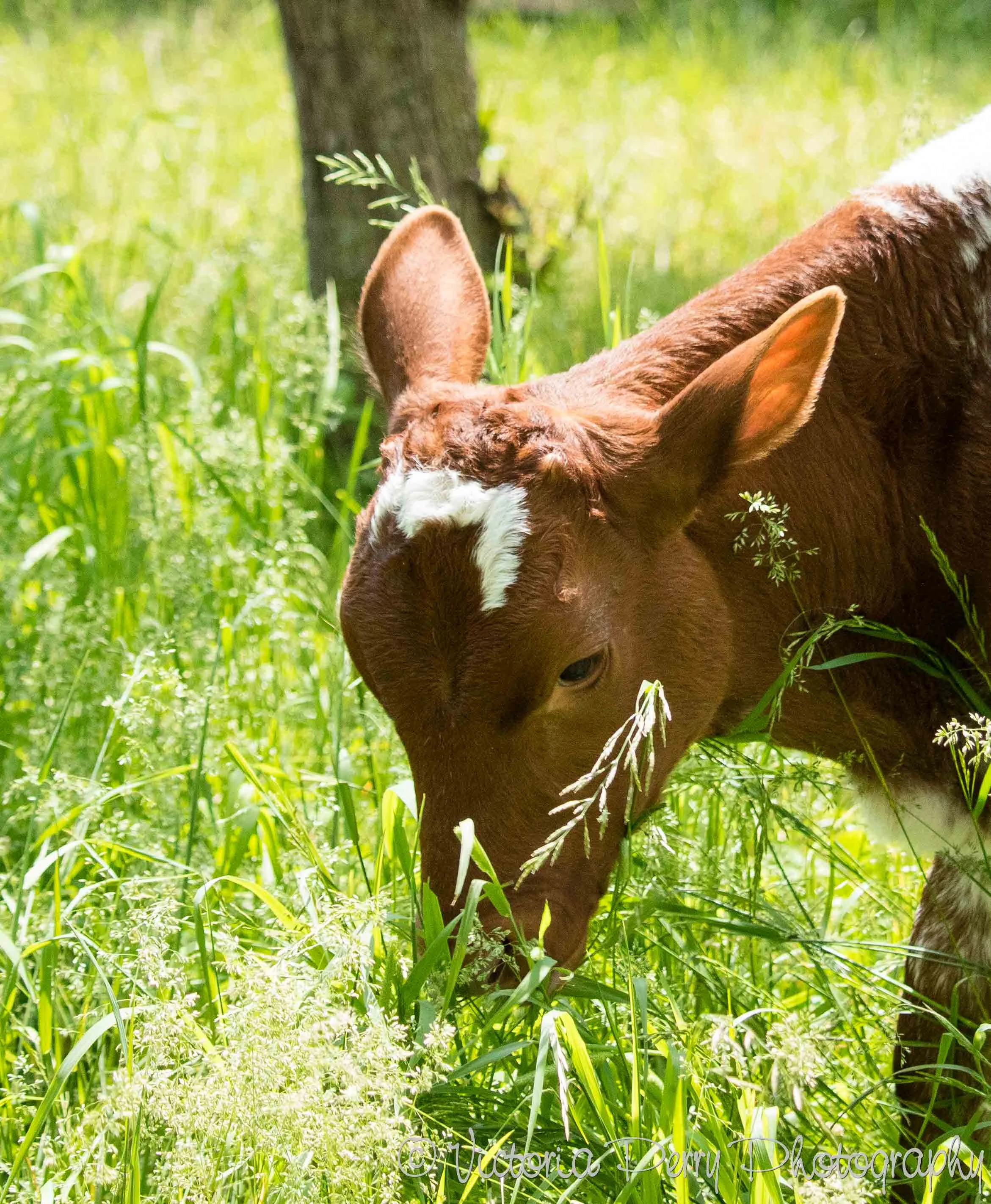 Calf in sunshine.