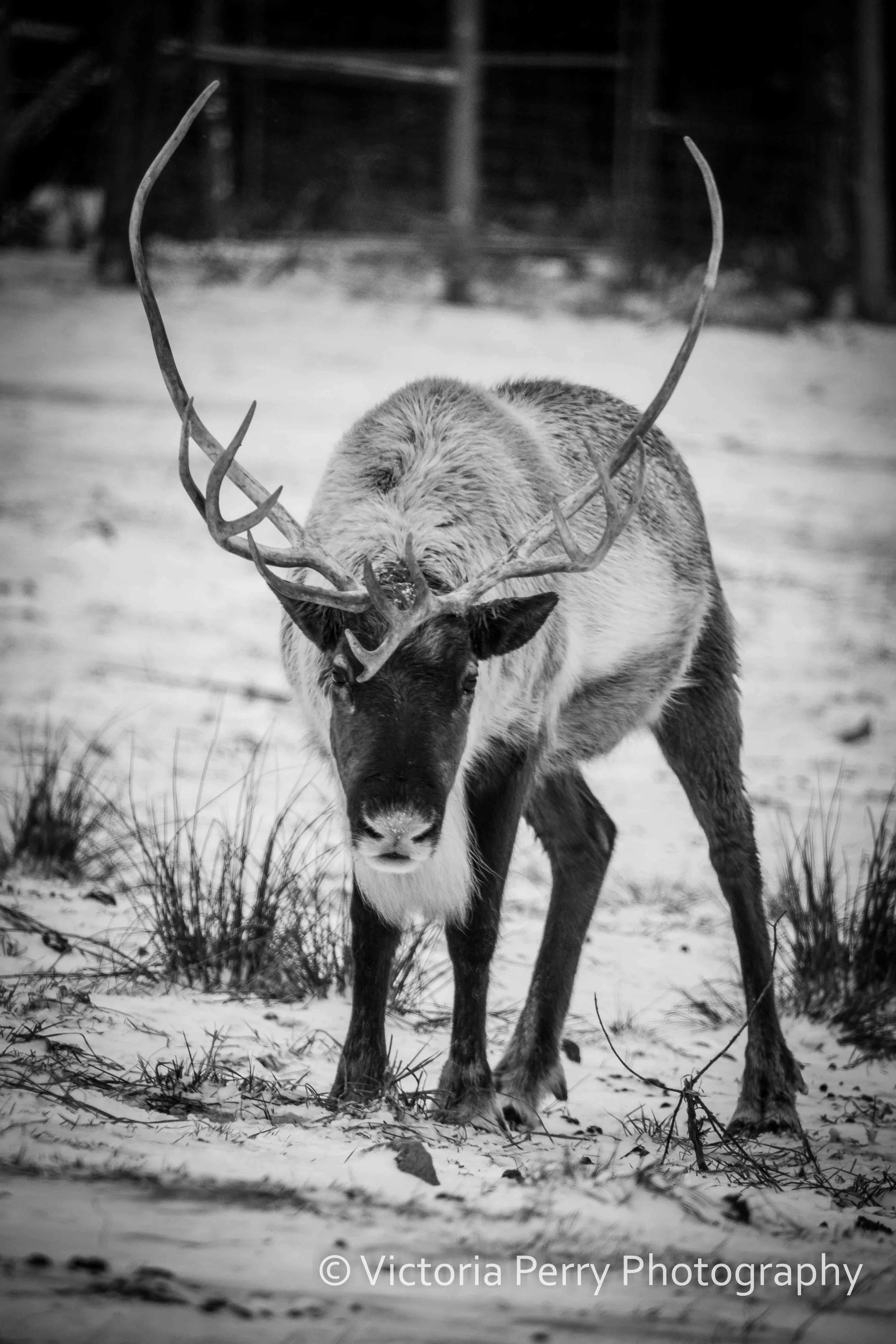 Reindeer