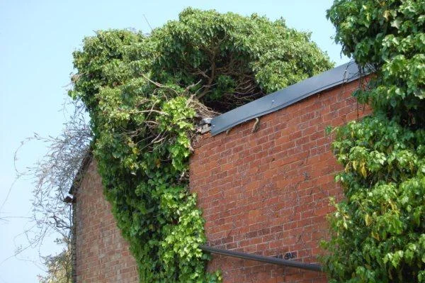 One of many trees we had to remove from the roof....