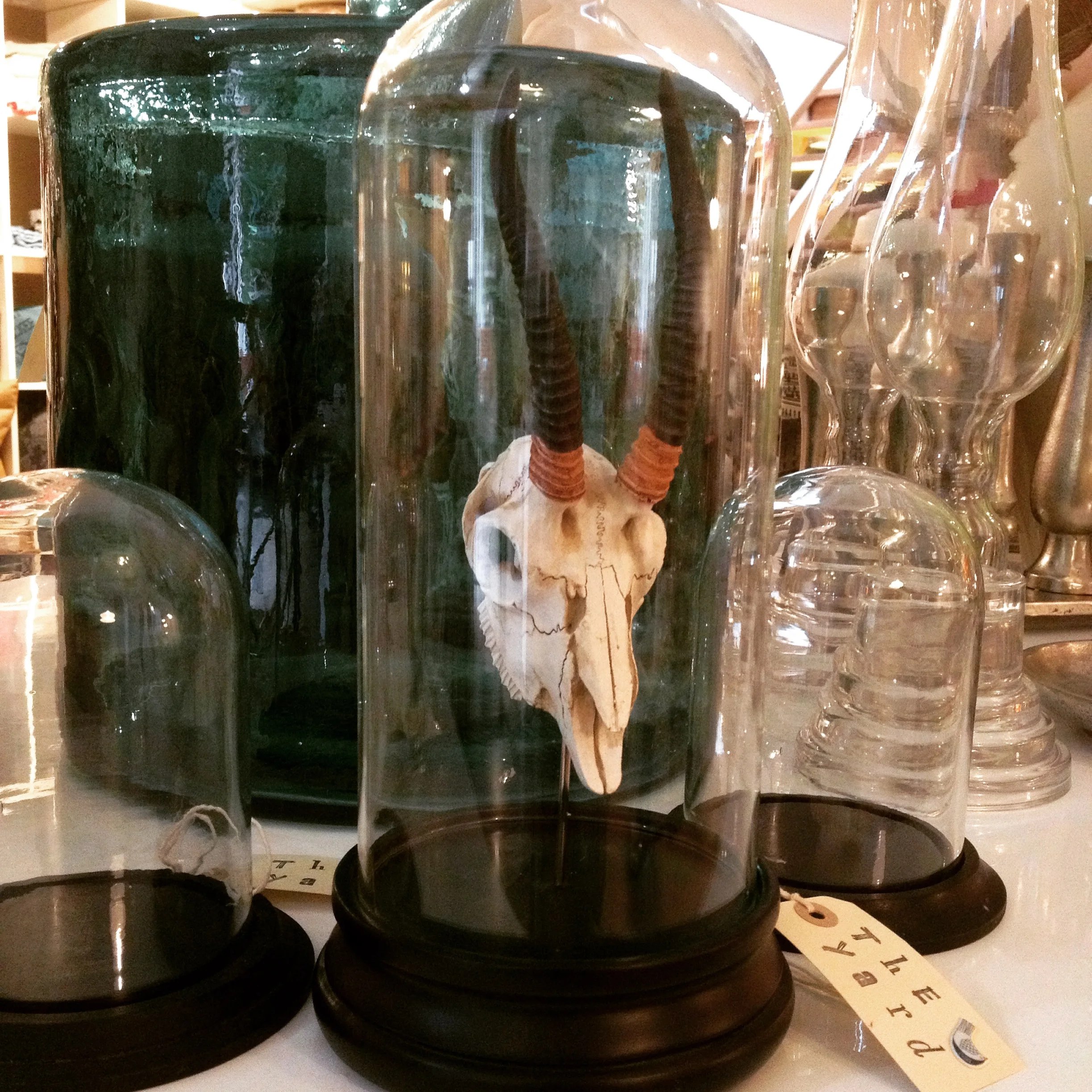 Antelope skull in glass dome 