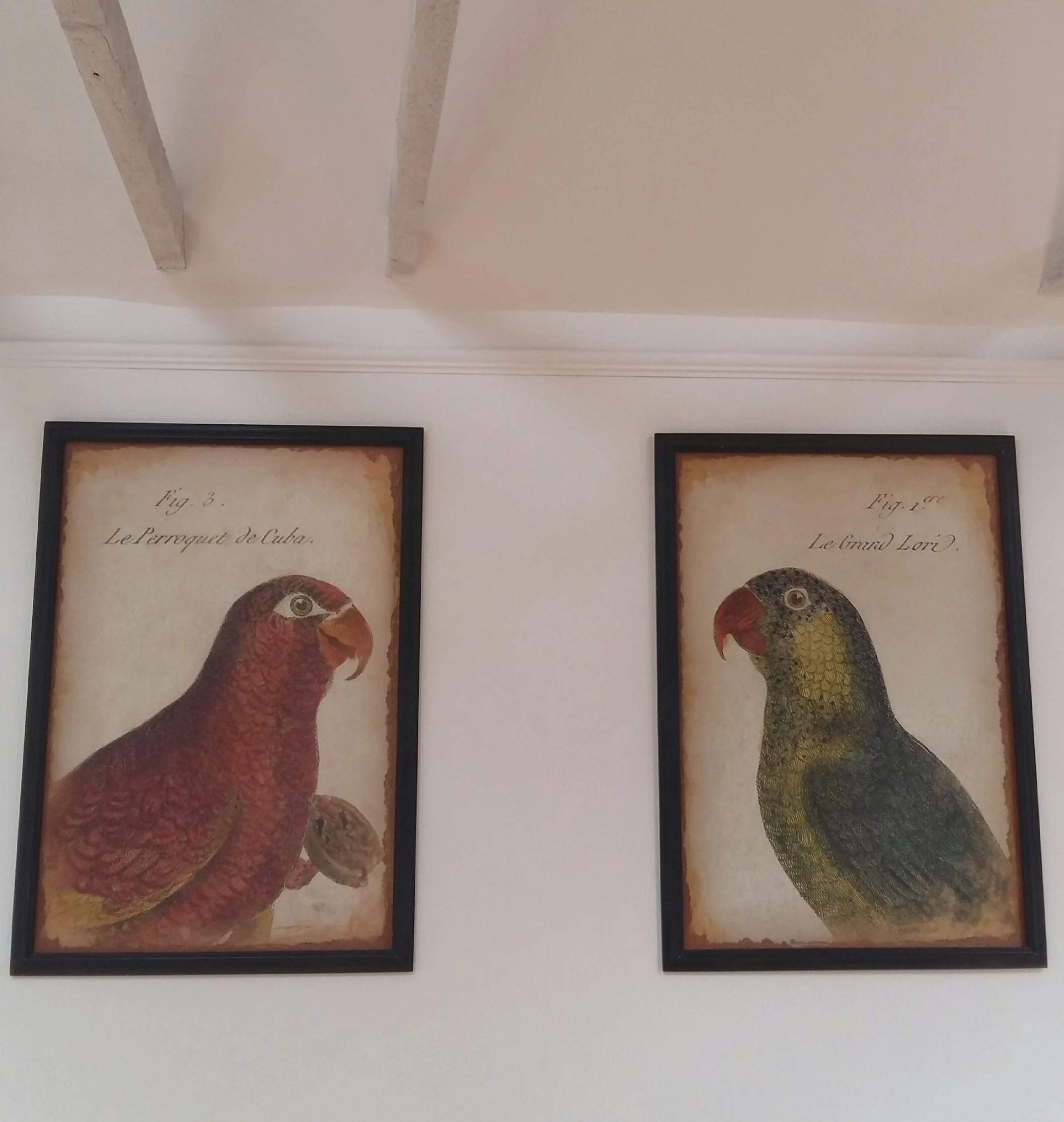 Large bird prints upstairs in the gallery