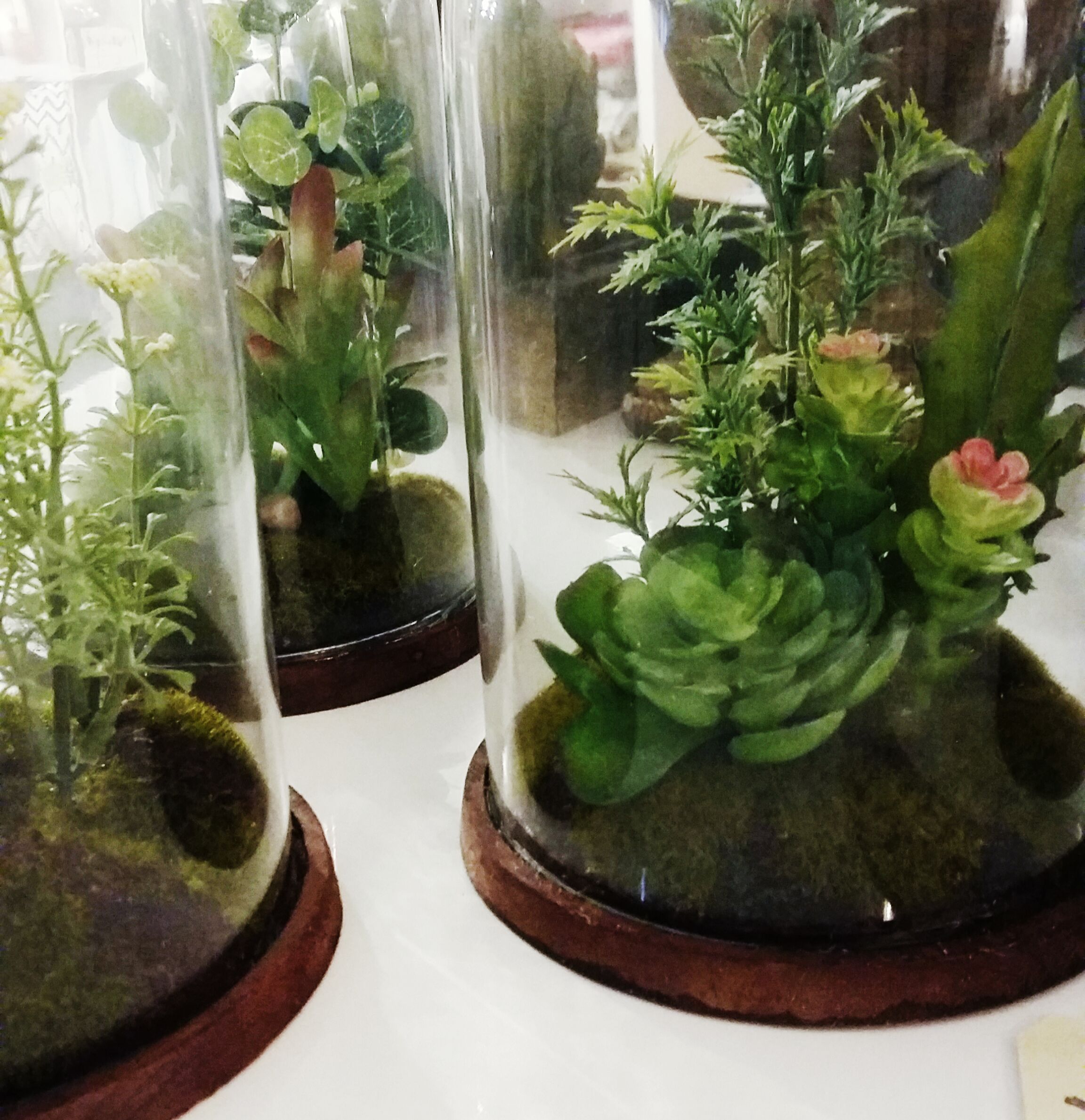 Succulents that last forever!