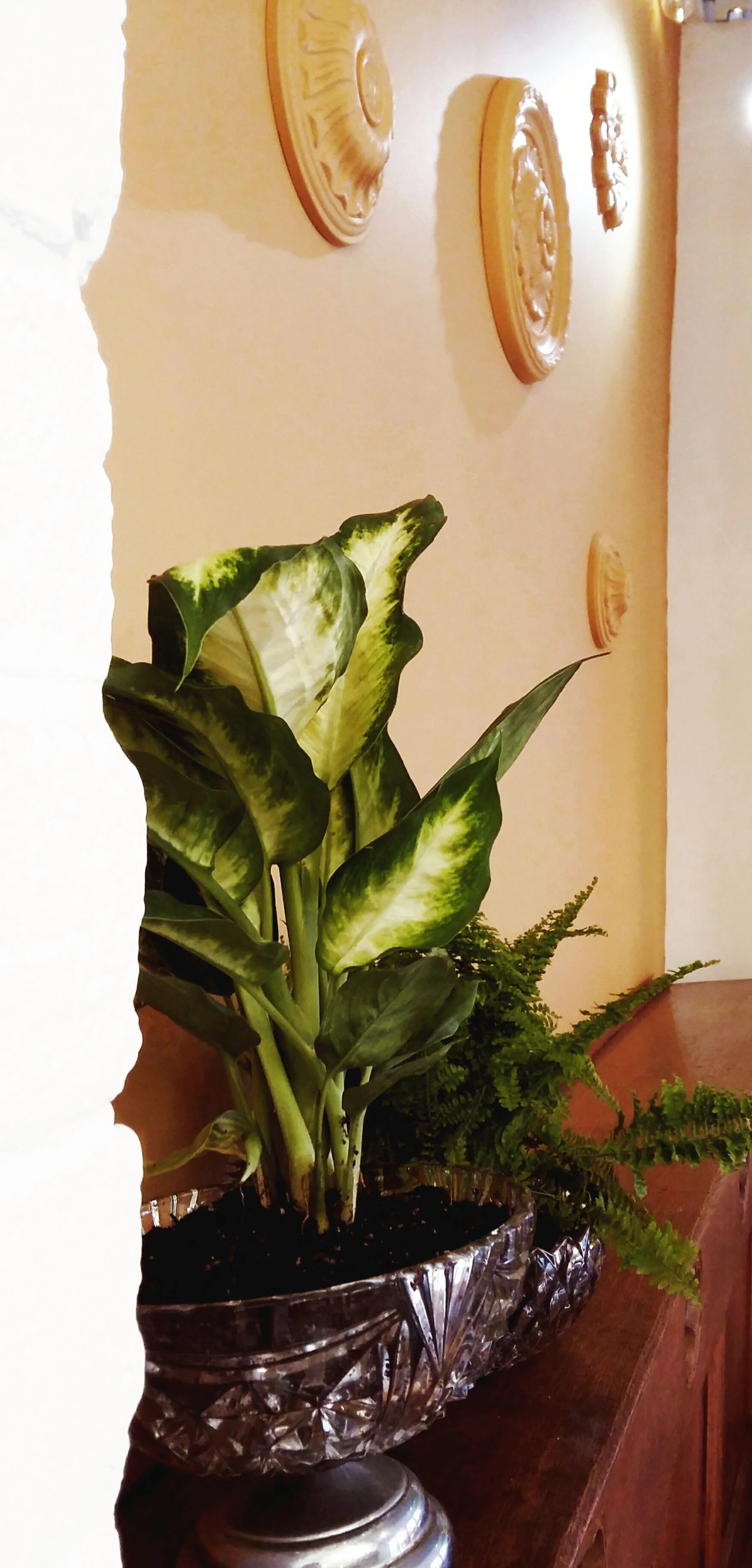 Plants in vintage glass 