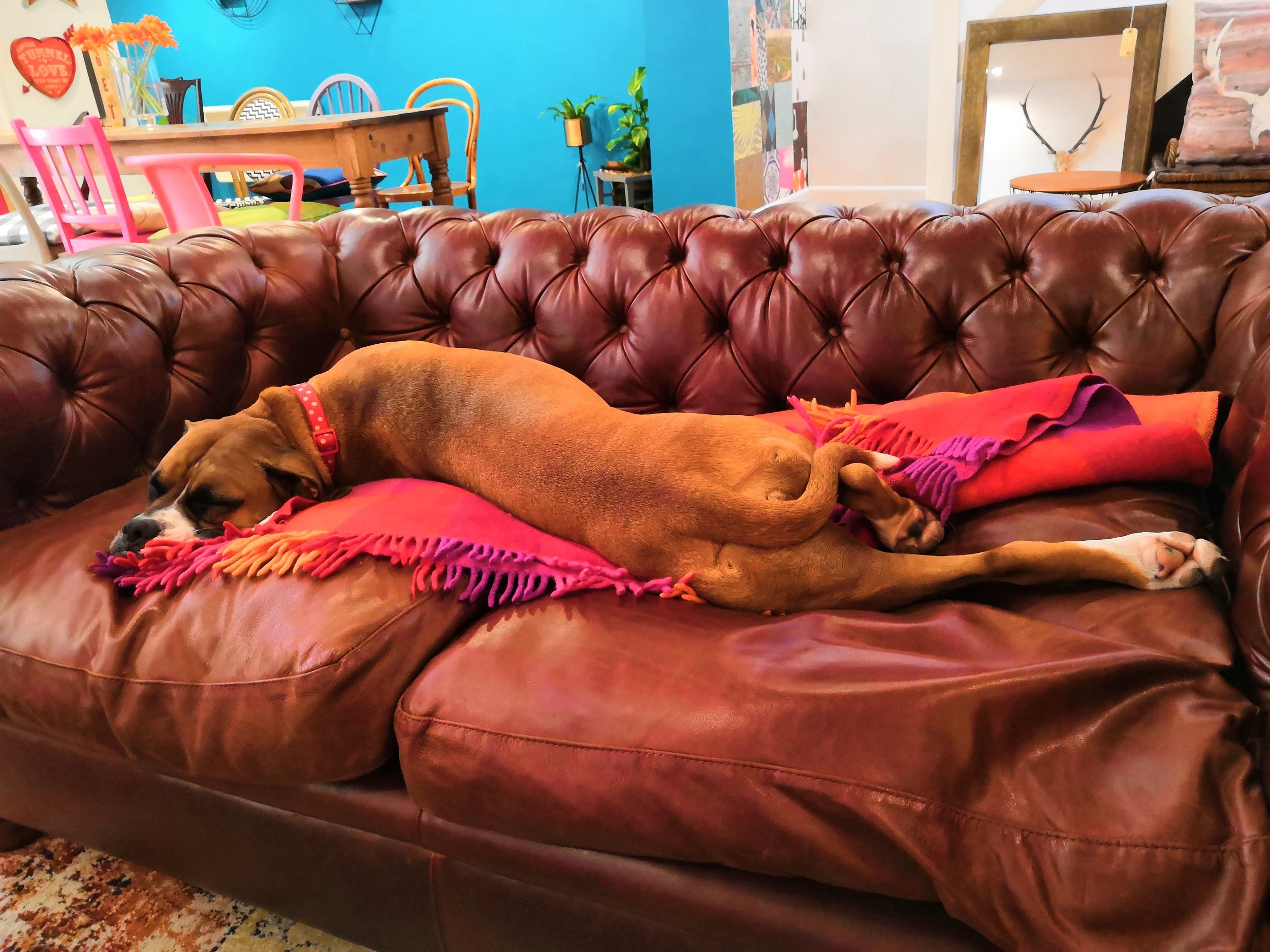 Enjoying the coolest spot in the shop