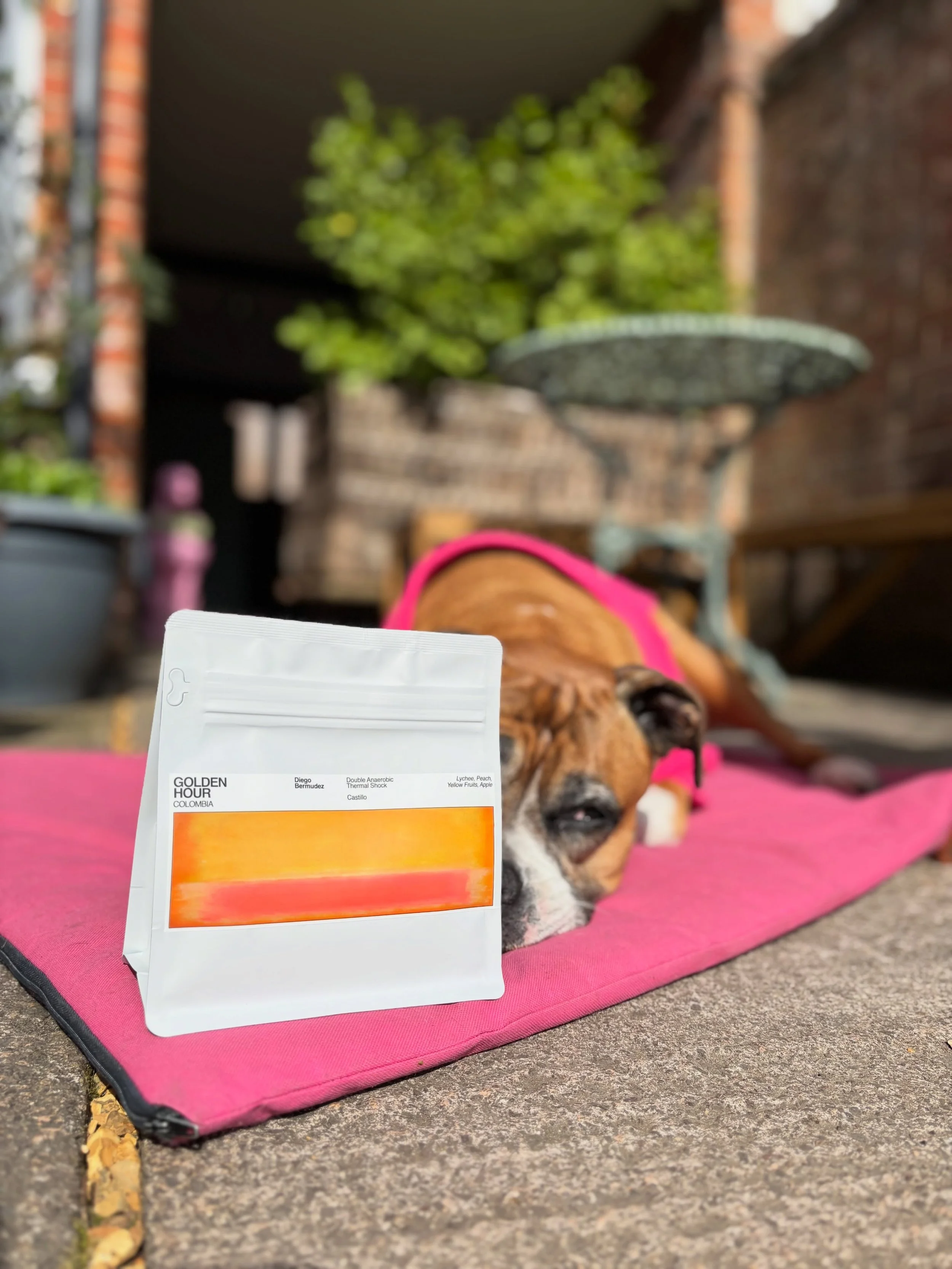 NEW GUEST ESPREESO - Golden Hour, Diego Bermudez (Doubel Anaerobic Thermal Shock) Lychee, Peach, Yellow Fruits

Up first from @thenativecoffeecompany 🇨🇴 we have the deliciously sweet Golden Hour on Guest Espresso. Processed using El Paraiso&rsquo;s
