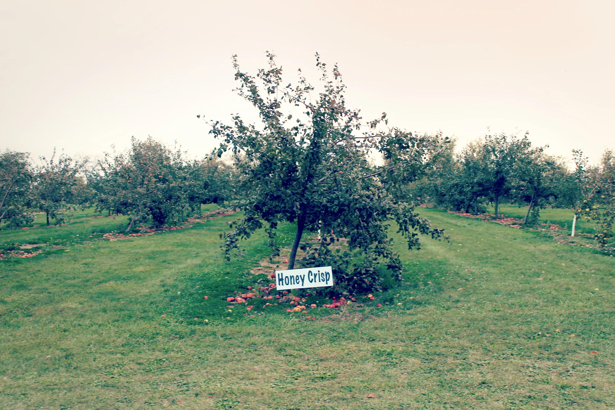 honeycrisp.jpg