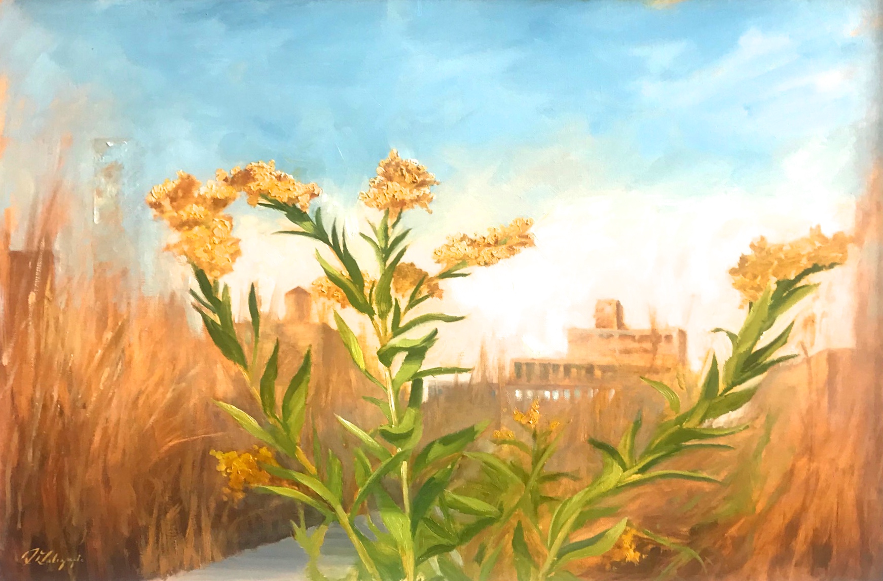 Native; Solidago Sempervirens