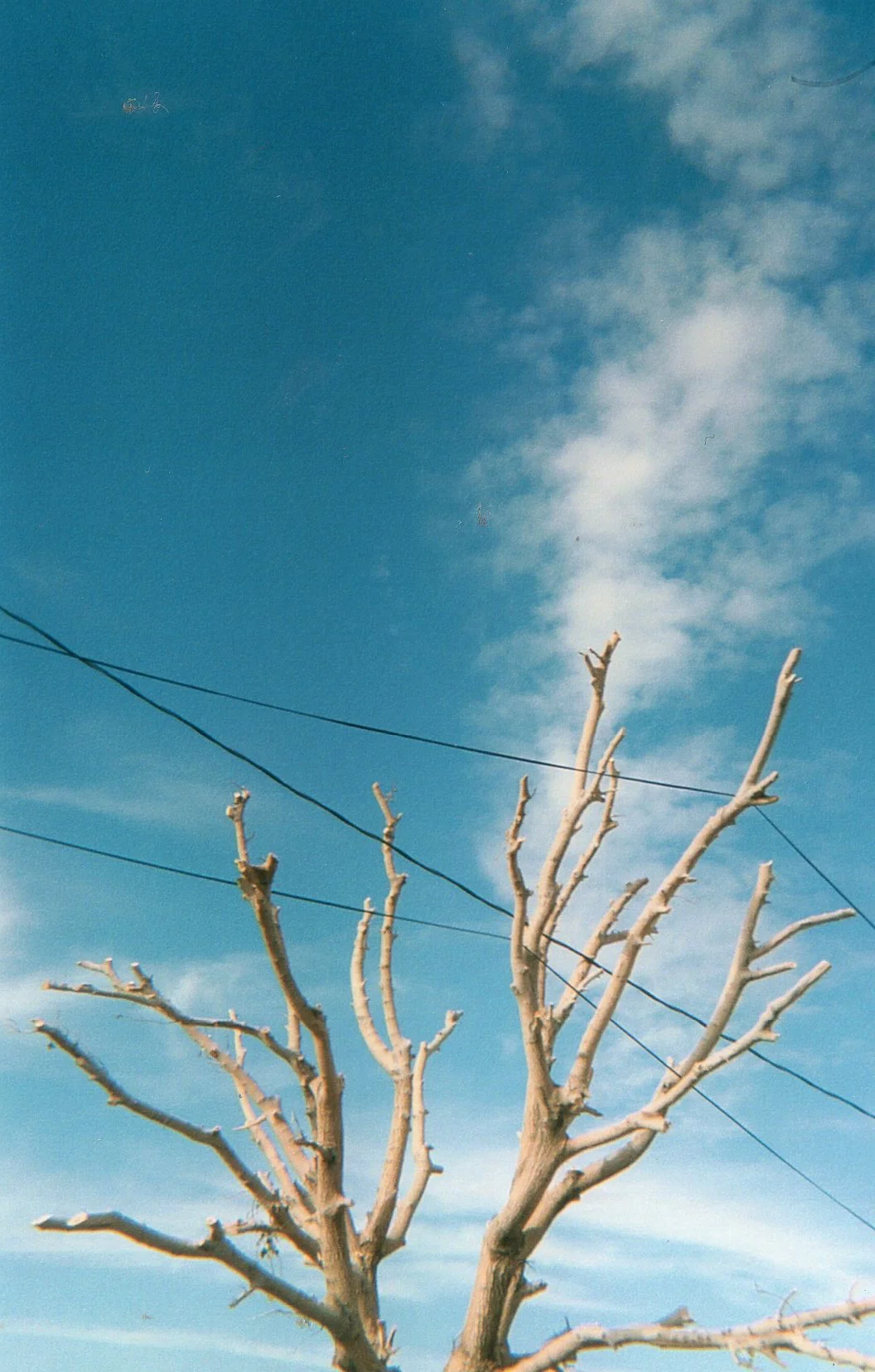 Bakersfield Tangle