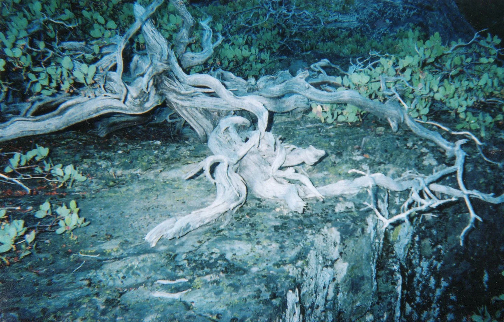 Gnarly Gnostic