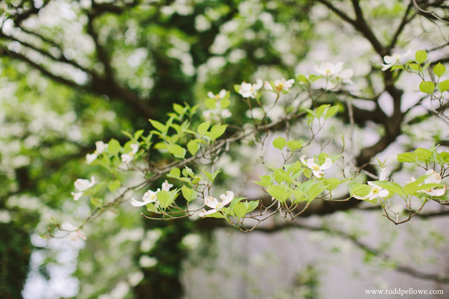 12-louisville-engagement-session-062.jpg