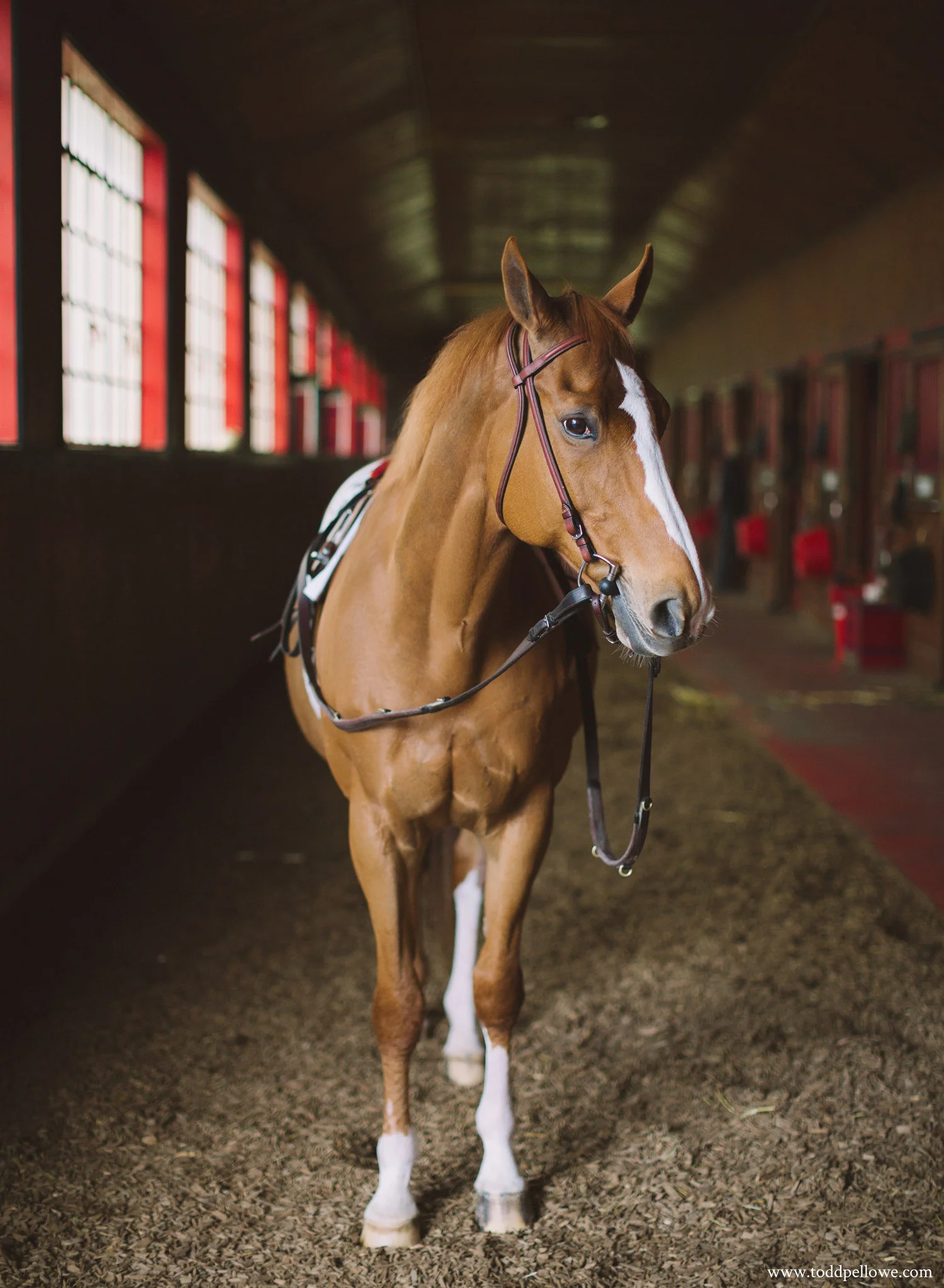 08-calumet-horse-farm-photography-049.jpg