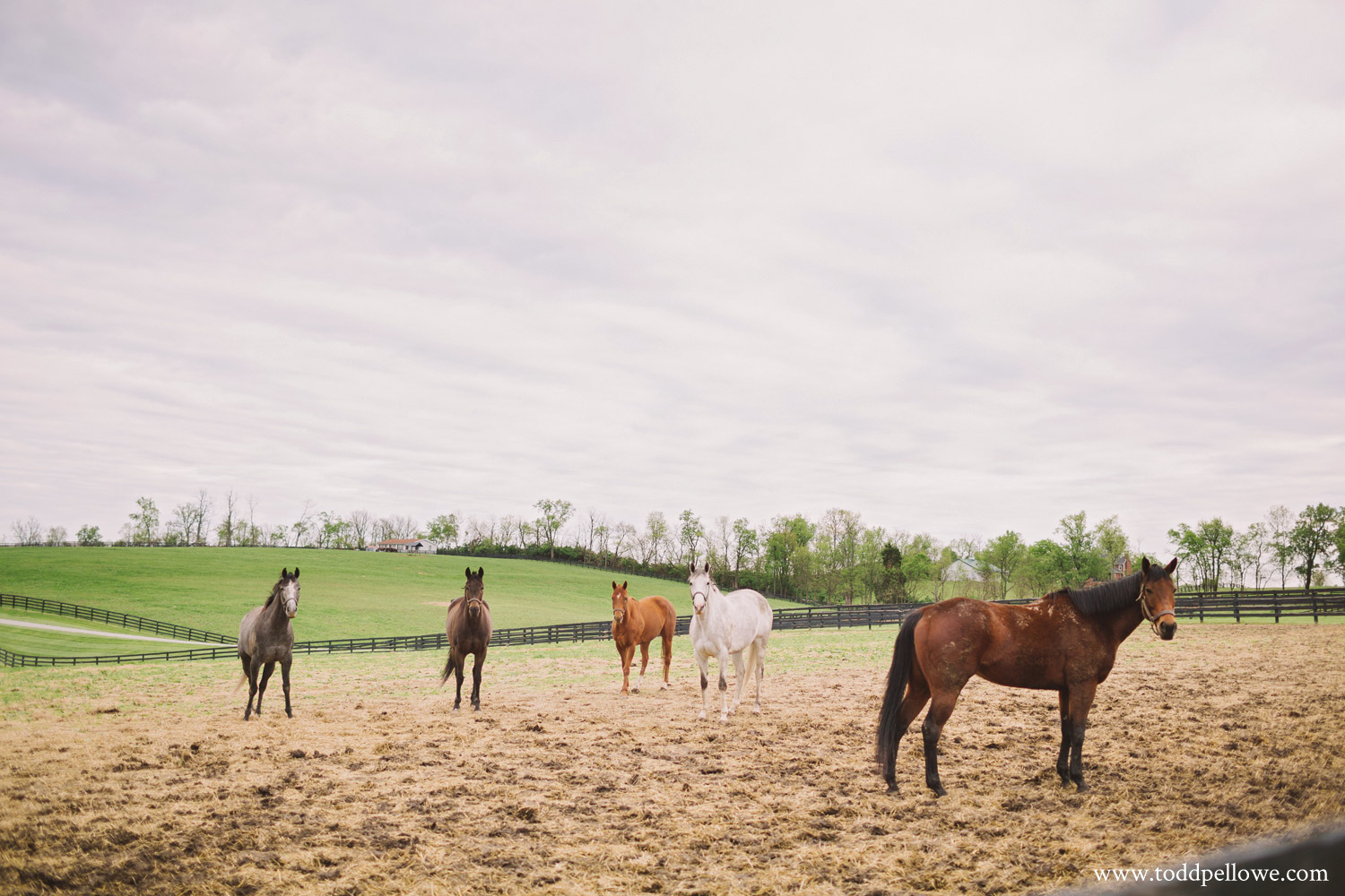18-calumet-horse-farm-photography-172.jpg