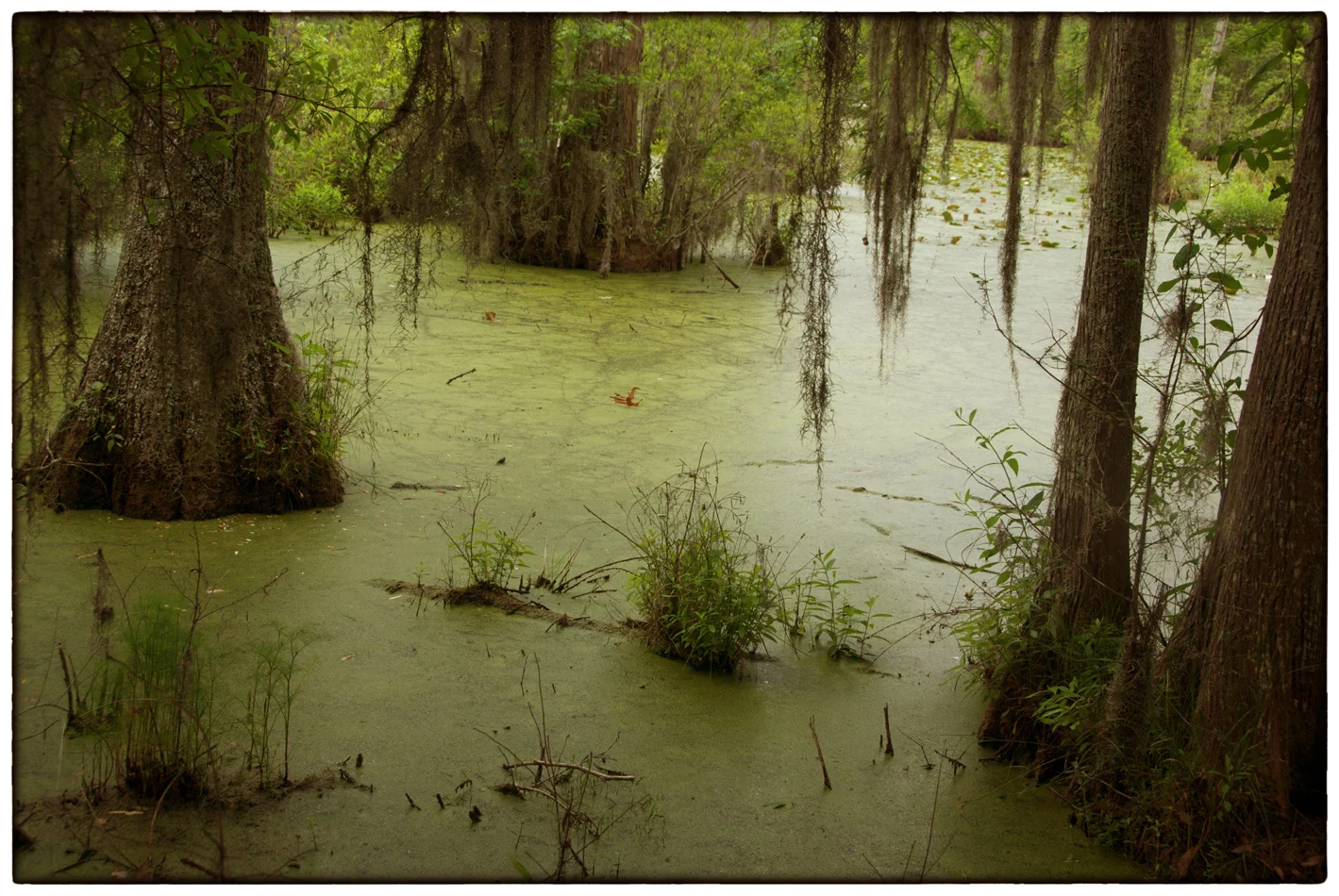 Bayou, South Carolina
