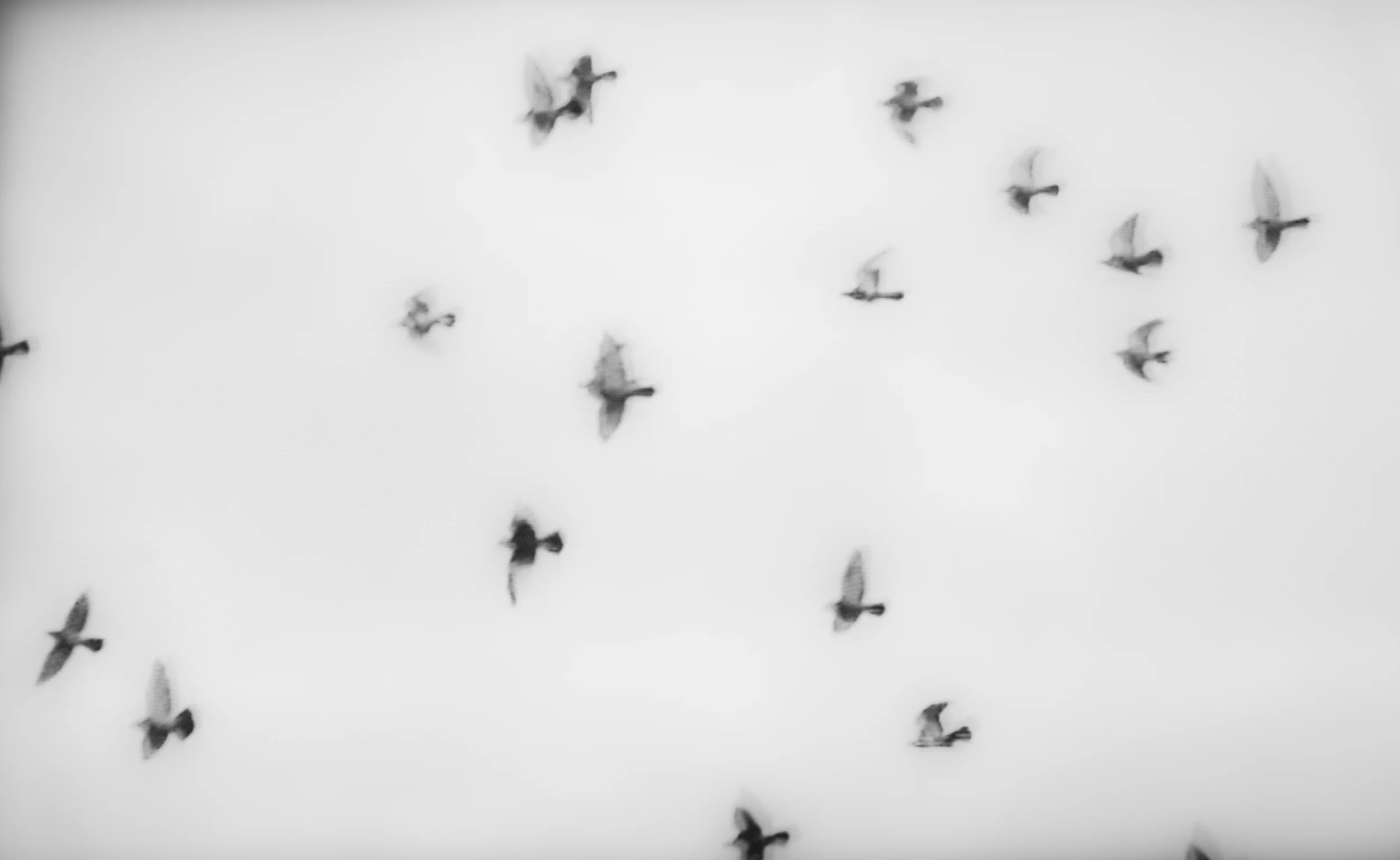 BIRDS-FLYING_3.jpg