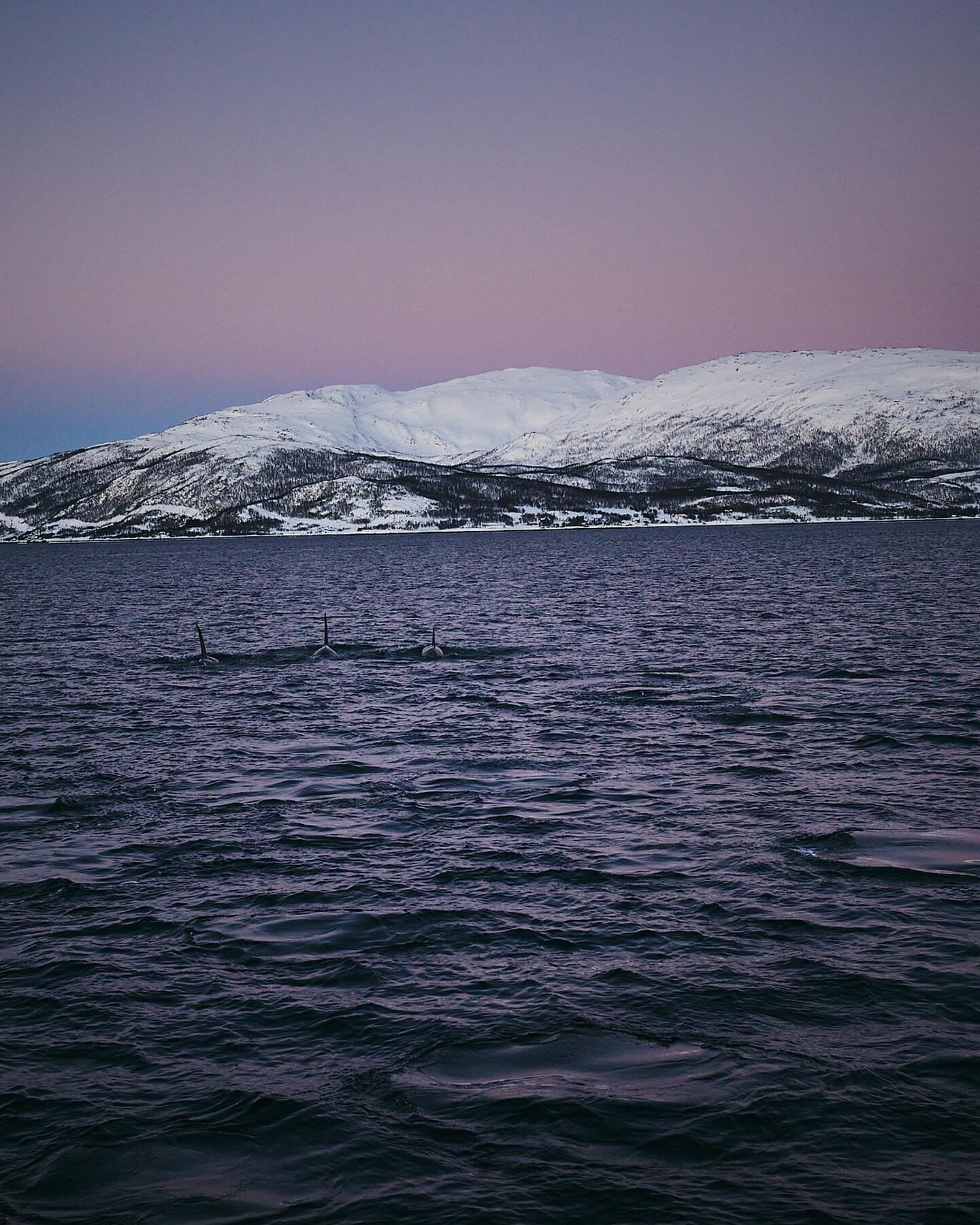 Tr&oslash;mso, Norway. Around 350KM above the Arctic Circle, I captured these fascinating Orca pods swimming freely in the northern Norwegian waters. by @marinosallowicz
#Norway #Orca #OrcaPods #Marine #WildNorway #OrcaEncounter #ChasingWhales