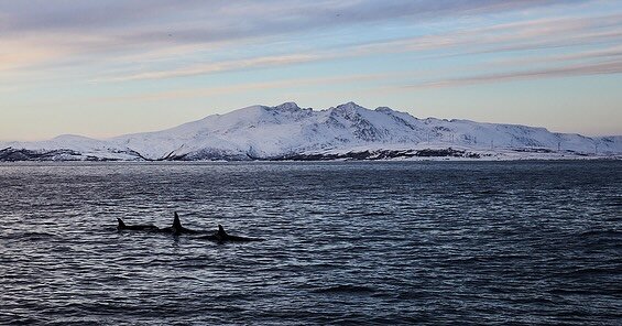 Around 350KM above the Arctic Circle. I captured these fascinating Orca pods swimming freely in the northern Norwegian waters. by @marinosallowicz 
#Norway #Orca #OrcaPods #Marine #WildNorway #OrcaEncounter #chasingwhales