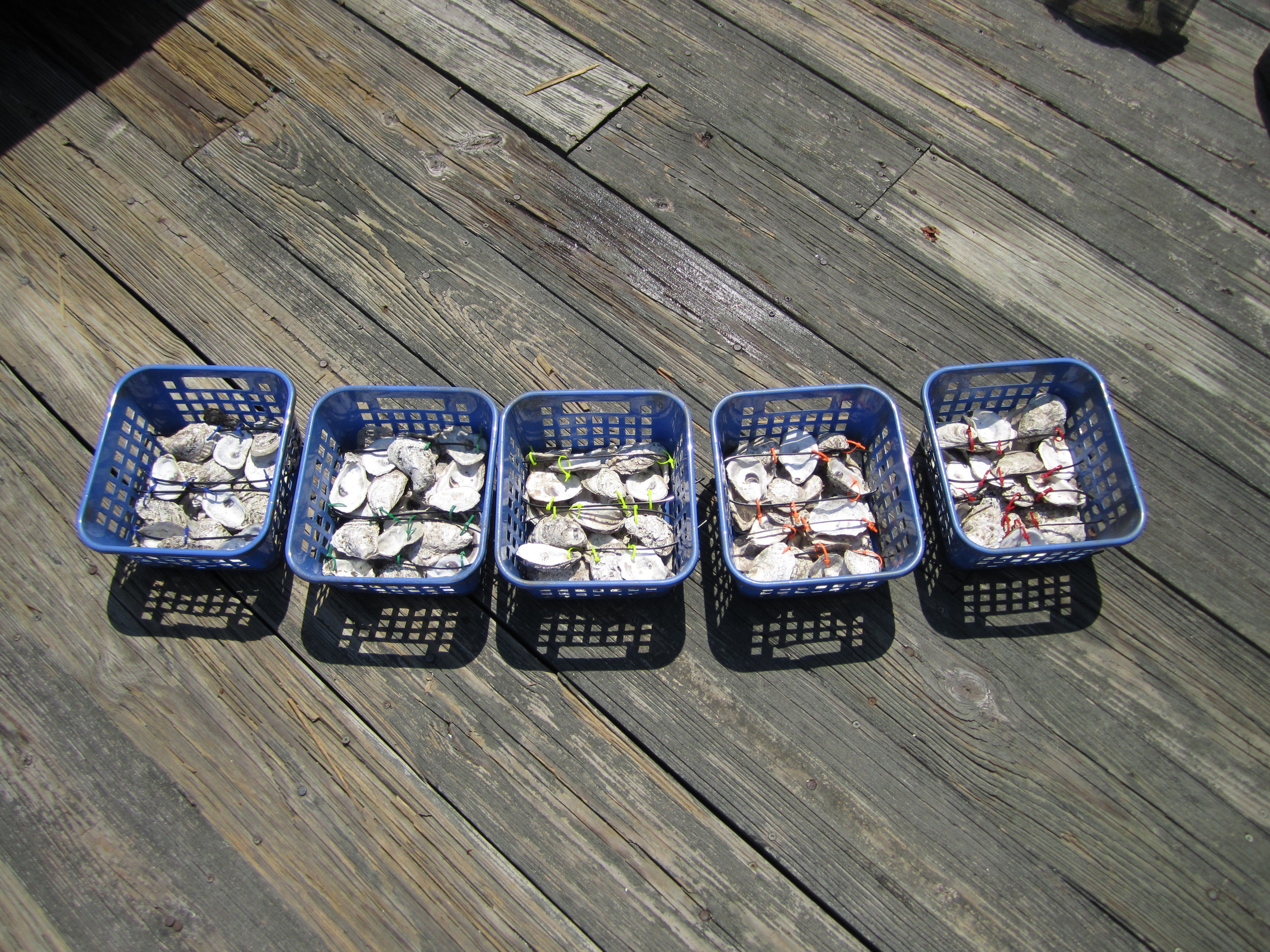 Colored cable ties serve two purposes: indicate basket deployment location and attach treatment oysters to basket