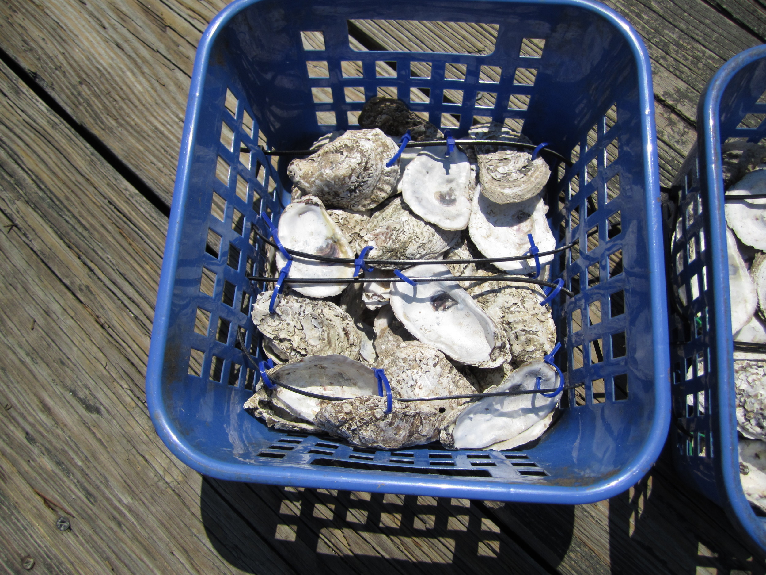 Colored cable ties serve two purposes: indicate basket deployment location and attach treatment oysters to basket
