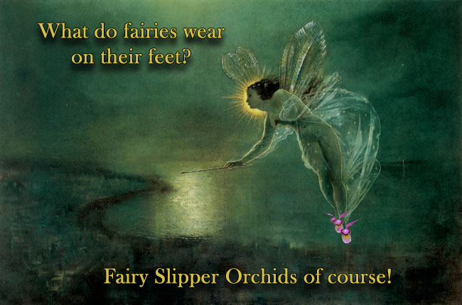 Fairies Wear Fairy Slipper Orchids.jpg