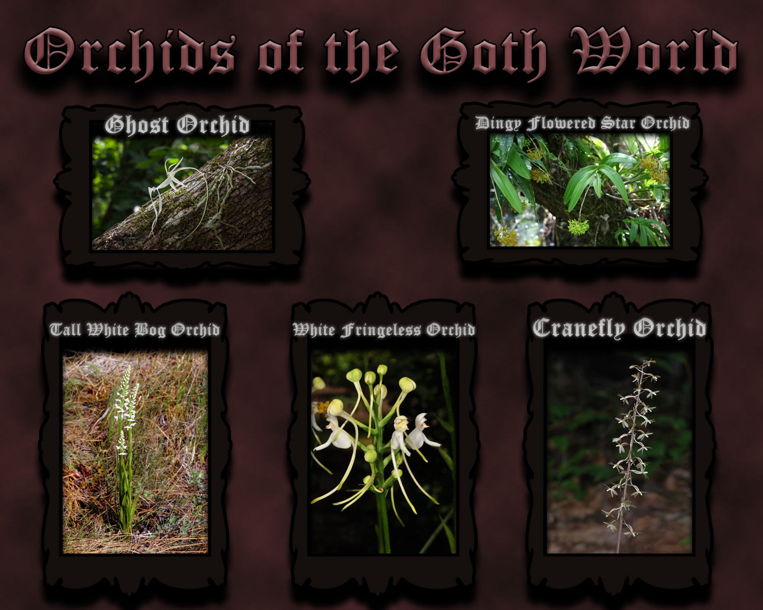 Orchids of the Goth World.jpg