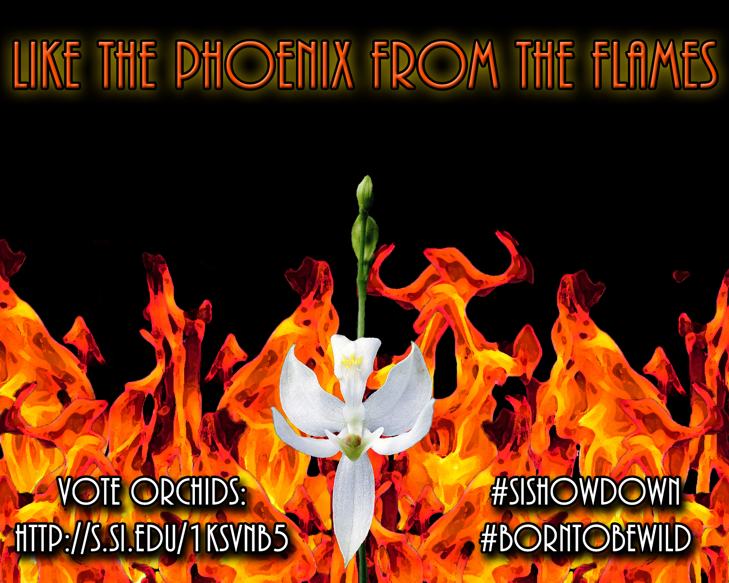 Phoenix from the Flames1.jpg